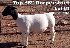 LOT 81 1X DORPER OOI/EWE TOP B DORPER STOET - T5
