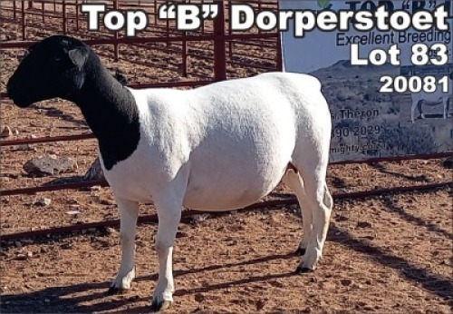 LOT 83 1X DORPER OOI/EWE TOP B DORPER STOET - T5