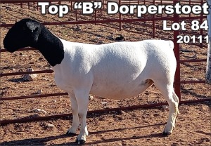 LOT 84 1X DORPER OOI/EWE TOP B DORPER STOET - T5