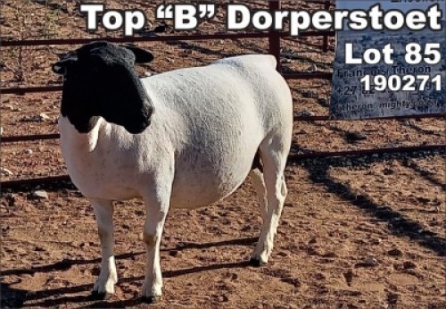 LOT 85 1X DORPER OOI/EWE TOP B DORPER STOET - STUD