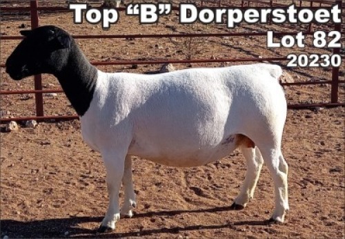 LOT 82 1X DORPER OOI/EWE TOP B DORPER STOET - T5