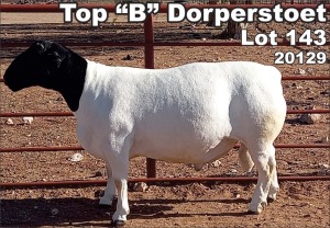 LOT 143 1X DORPER RAM TOP B DORPER STOET - FLOCK