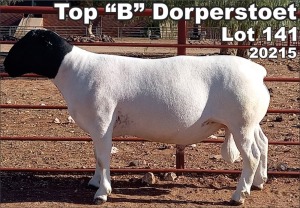 LOT 141 1X DORPER RAM TOP B DORPER STOET - FLOCK