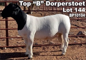 LOT 144 1X DORPER RAM TOP B DORPER STOET - FLOCK