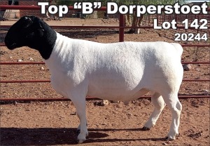 LOT 142 1X DORPER RAM TOP B DORPER STOET - FLOCK