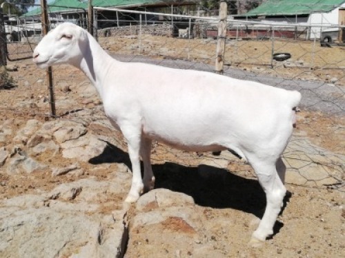 LOT 134 1X WIT DORPER OOI/EWE TROMP CILLIERS WITDORPERS - STOET