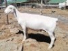 LOT 134 1X WIT DORPER OOI/EWE TROMP CILLIERS WITDORPERS - STOET - 2