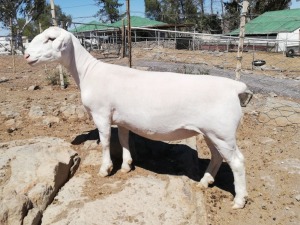 LOT 133 1X WIT DORPER OOI/EWE TROMP CILLIERS WITDORPERS - STOET