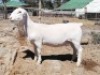 LOT 133 1X WIT DORPER OOI/EWE TROMP CILLIERS WITDORPERS - STOET - 2