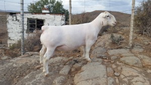 LOT 56 1X WIT DORPER RAM TROMP CILLIERS WITDORPERS - T5