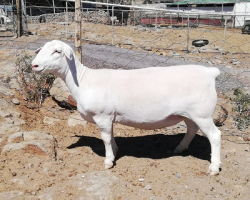 LOT 135 1X WIT DORPER OOI/EWE TROMP CILLIERS WITDORPERS - STOET