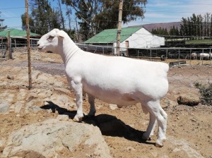 LOT 176 1X WIT DORPER RAM TROMP CILLIERS - FLOCK