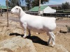 LOT 176 1X WIT DORPER RAM TROMP CILLIERS - FLOCK - 2