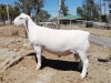 LOT 58 1X WIT DORPER RAM TROMP CILLIERS WITDORPERS - STOET