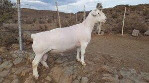 LOT 60 1X WIT DORPER RAM TROMP CILLIERS WITDORPERS KUDDE