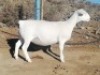 LOT 73 1X WIT DORPER OOI/EWE TROMP CILLIERS WITDORPERS - T5
