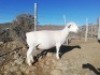LOT 73 1X WIT DORPER OOI/EWE TROMP CILLIERS WITDORPERS - T5 - 2