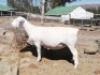 LOT 72 1X WIT DORPER OOI/EWE TROMP CILLIERS WITDORPERS - T5
