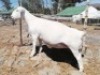 LOT 72 1X WIT DORPER OOI/EWE TROMP CILLIERS WITDORPERS - T5 - 2