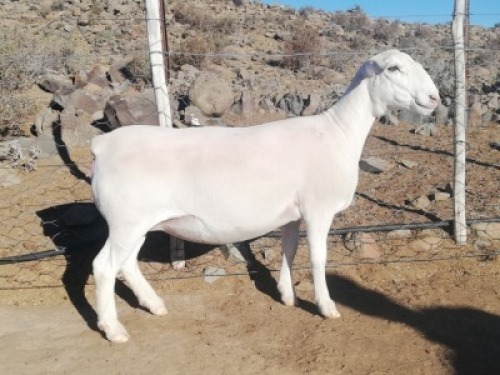 LOT 75 1X WIT DORPER OOI/EWE TROMP CILLIERS WITDORPERS - STOET
