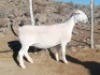 LOT 75 1X WIT DORPER OOI/EWE TROMP CILLIERS WITDORPERS - STOET