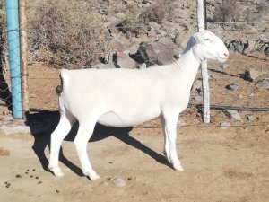 LOT 137 1X WIT DORPER OOI/EWE TROMP CILLIERS WITDORPERS - FLOCK