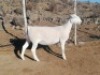 LOT 137 1X WIT DORPER OOI/EWE TROMP CILLIERS WITDORPERS - FLOCK - 2