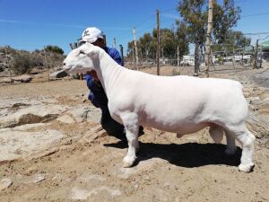 LOT 57 1X WIT DORPER RAM TROMP CILLIERS WITDORPERS - STOET