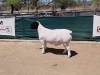 LOT 31 1X DORPER RAM LEEUWDRIFT - STUD