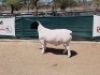 LOT 31 1X DORPER RAM LEEUWDRIFT - STUD