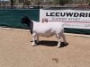 LOT 32 1X DORPER RAM LEEUWDRIFT - STUD