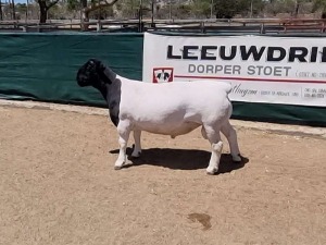 LOT 32 1X DORPER RAM LEEUWDRIFT - STUD