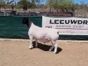 LOT 33 1X DORPER RAM LEEUWDRIFT - STUD