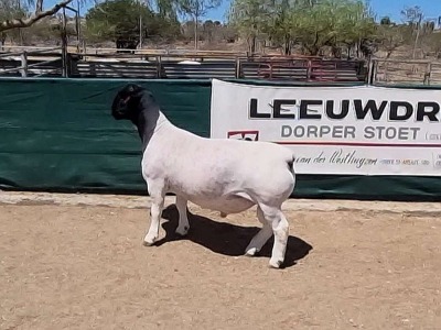 LOT 33 1X DORPER RAM LEEUWDRIFT - STUD