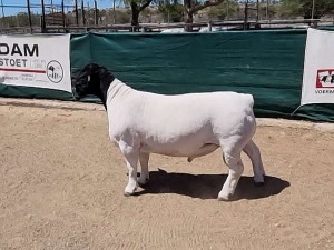 LOT 41 1X DORPER RAM BO-DAM - STUD