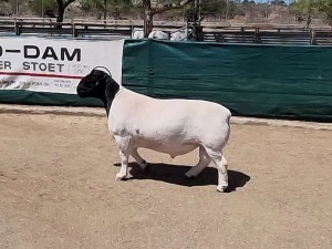 LOT 42 1X DORPER RAM BO-DAM - FLOCK