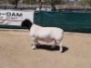 LOT 42 1X DORPER RAM BO-DAM - FLOCK