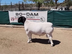 LOT 43 1X DORPER RAM BO-DAM - STUD