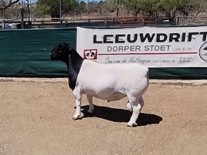 LOT 44 1X DORPER RAM BO-DAM - STUD