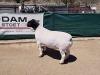 LOT 45 1X DORPER RAM BO-DAM - FLOCK