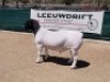 LOT 171 1X DORPER RAM LEEUWDRIFT