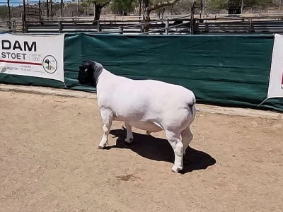 LOT 34 1X DORPER RAM LEEUWDRIFT - FLOCK