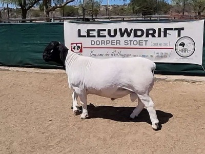 LOT 35 1X DORPER RAM LEEUWDRIFT - FLOCK