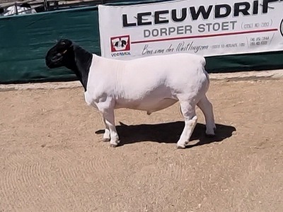 LOT 173 1X DORPER RAM BO-DAM - FLOCK