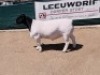 LOT 173 1X DORPER RAM BO-DAM - FLOCK
