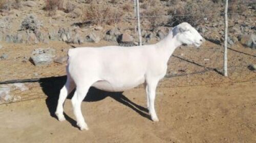LOT 71 1X WIT DORPER OOI/EWE TROMP CILLIERS WITDORPERS - T5