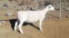 LOT 71 1X WIT DORPER OOI/EWE TROMP CILLIERS WITDORPERS - T5 - 3