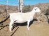 LOT 74 1X WIT DORPER OOI/EWE TROMP CILLIERS WITDORPERS - STOET