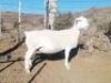 LOT 74 1X WIT DORPER OOI/EWE TROMP CILLIERS WITDORPERS - STOET - 2