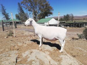 LOT 136 1X WIT DORPER OOI/EWE TROMP CILLIERS WITDORPERS - FLOCK